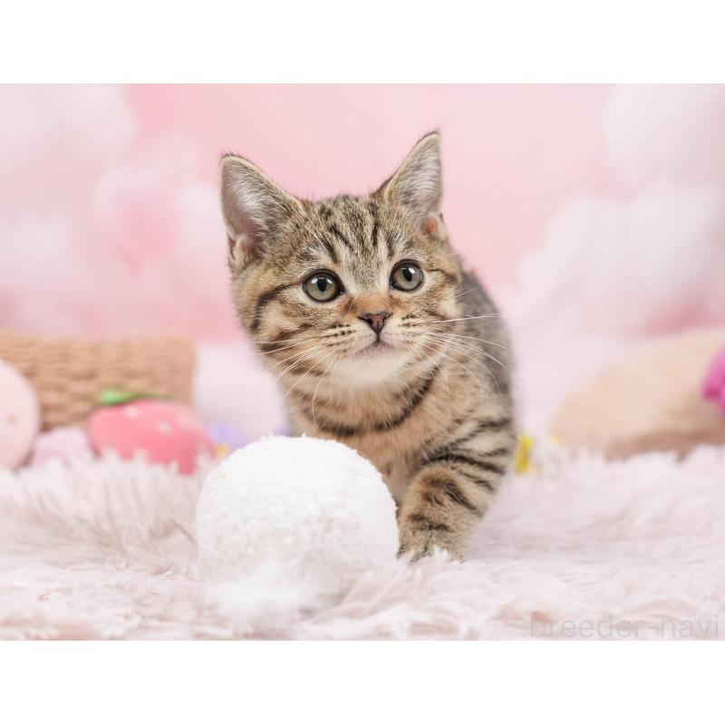 販売中の埼玉県のマンチカン-137595の9枚目