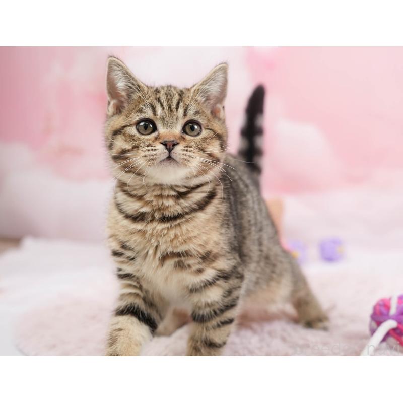 販売中の埼玉県のマンチカン-137595の8枚目