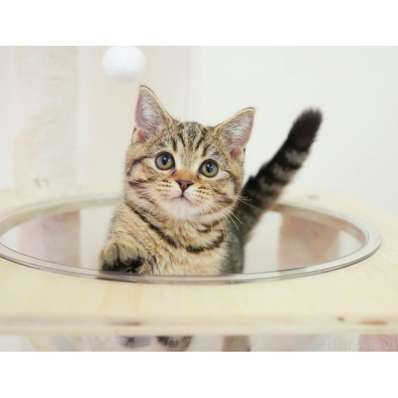 販売中の埼玉県のマンチカン-137595の7枚目