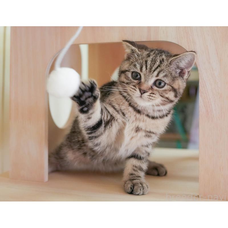 販売中の埼玉県のマンチカン-137595の6枚目