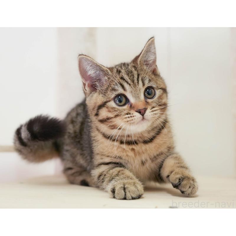 販売中の埼玉県のマンチカン-137595の5枚目