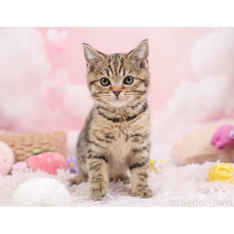 販売中の埼玉県のマンチカン-137595の4枚目