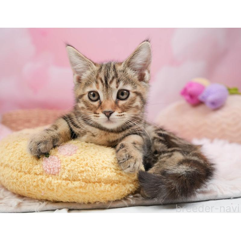 販売中の埼玉県のマンチカン-137591の11枚目