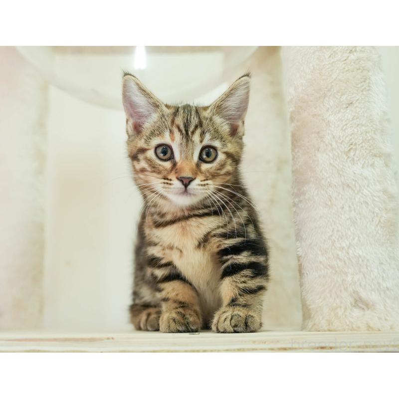 販売中の埼玉県のマンチカン-137591の10枚目