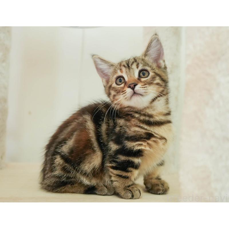 販売中の埼玉県のマンチカン-137591の9枚目