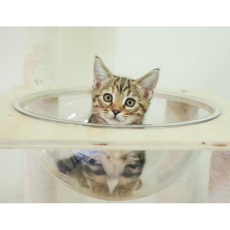 販売中の埼玉県のマンチカン-137591の8枚目