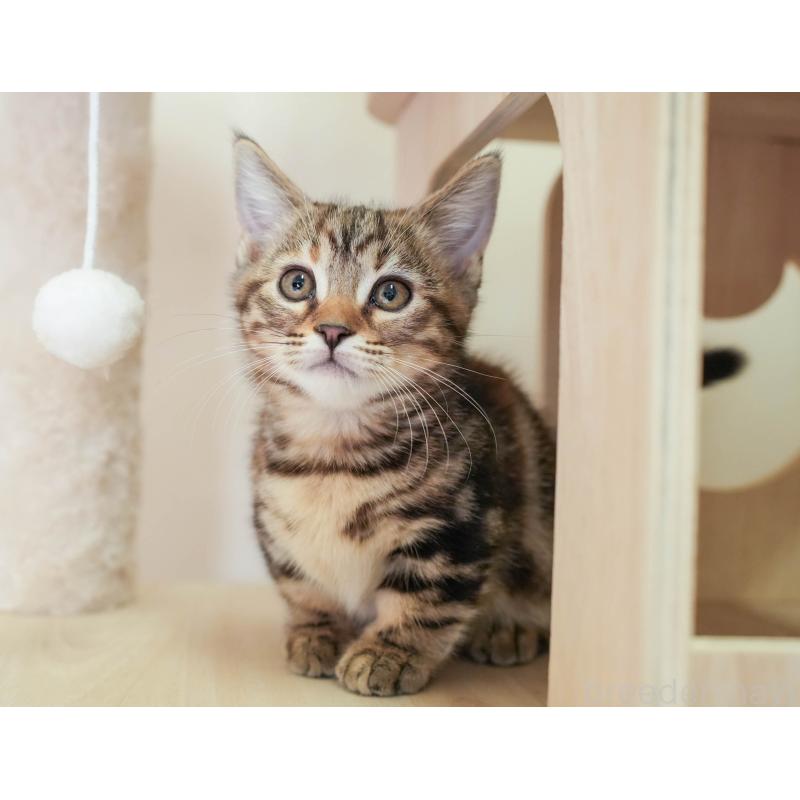 販売中の埼玉県のマンチカン-137591の7枚目