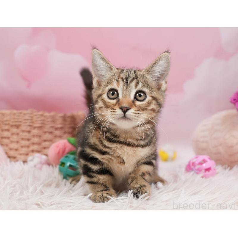 販売中の埼玉県のマンチカン-137591の6枚目