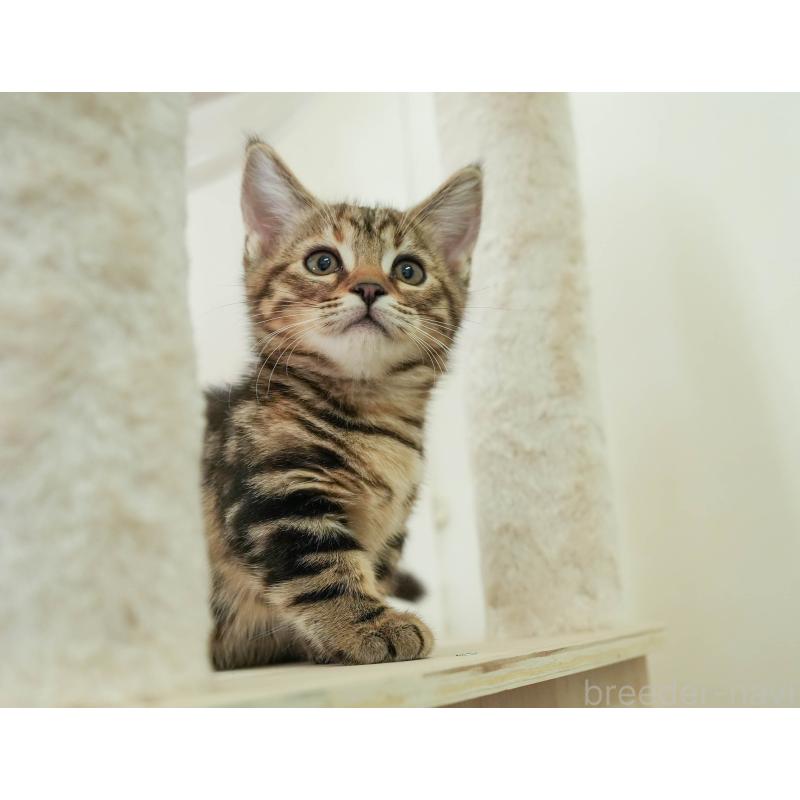 販売中の埼玉県のマンチカン-137591の5枚目