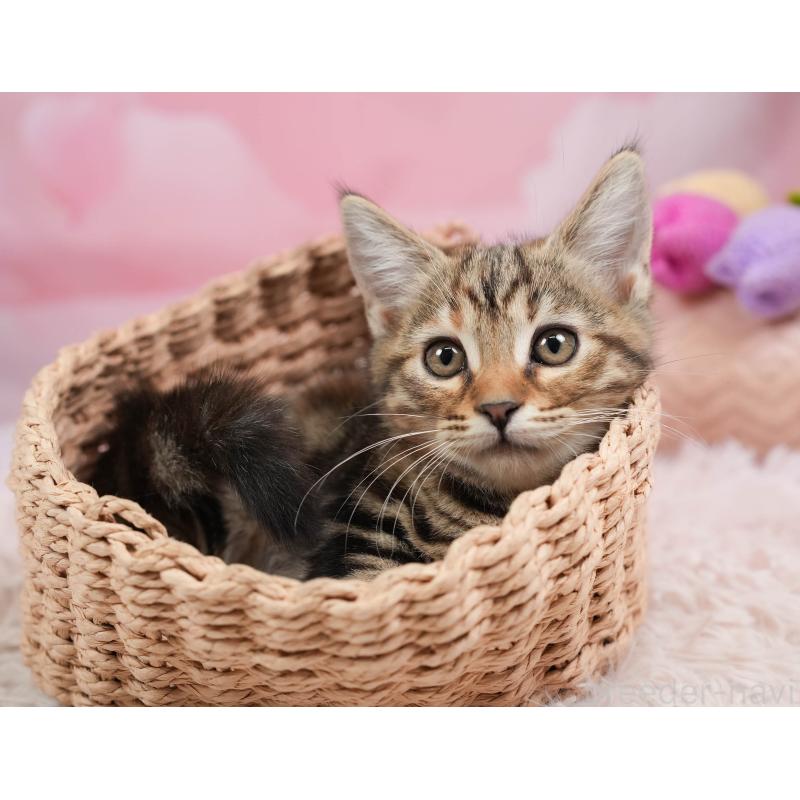 販売中の埼玉県のマンチカン-137591の4枚目