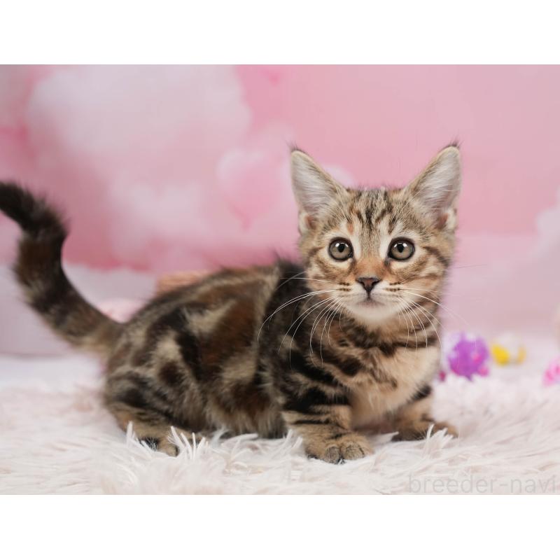 販売中の埼玉県のマンチカン-137591の3枚目