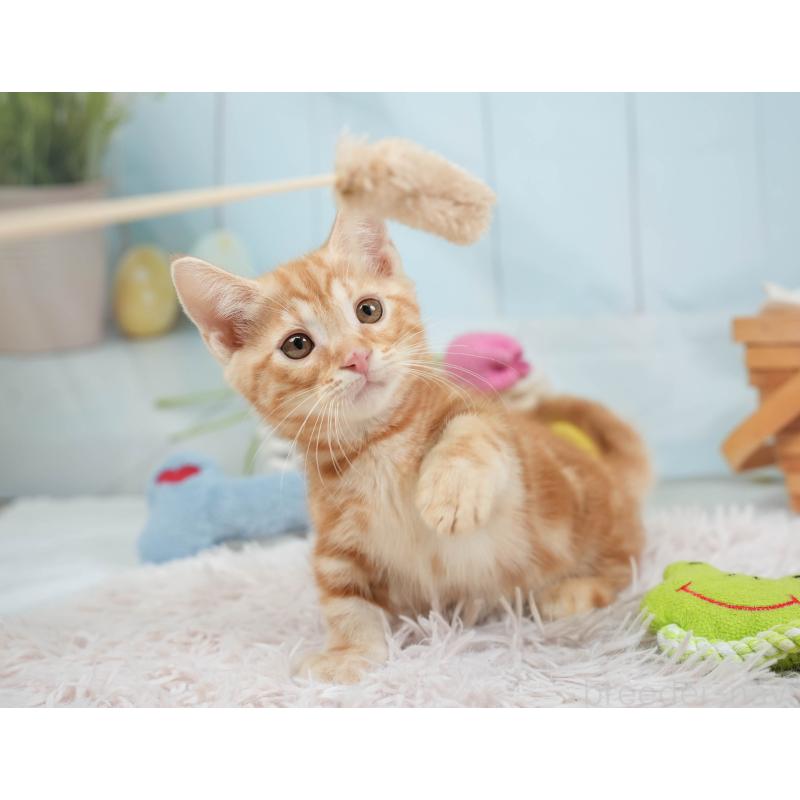 販売中の埼玉県のマンチカン-137588の11枚目