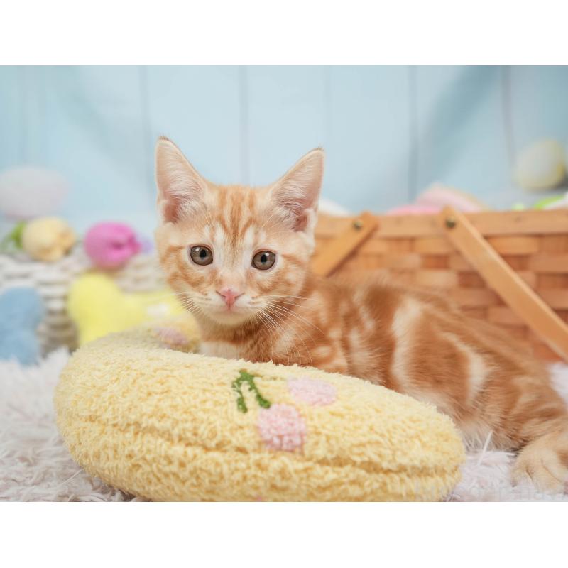 販売中の埼玉県のマンチカン-137588の10枚目