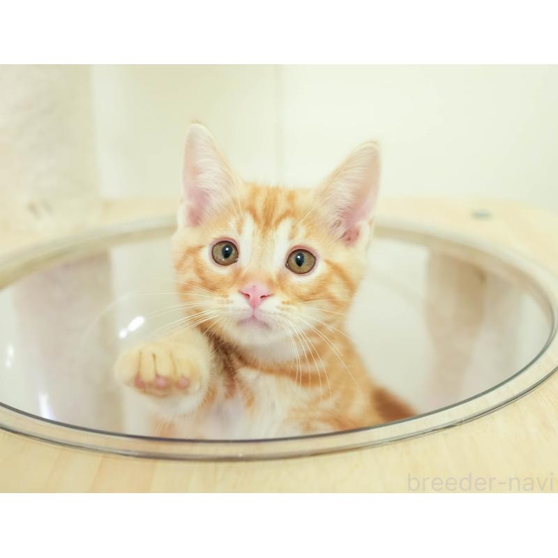 販売中の埼玉県のマンチカン-137588の8枚目