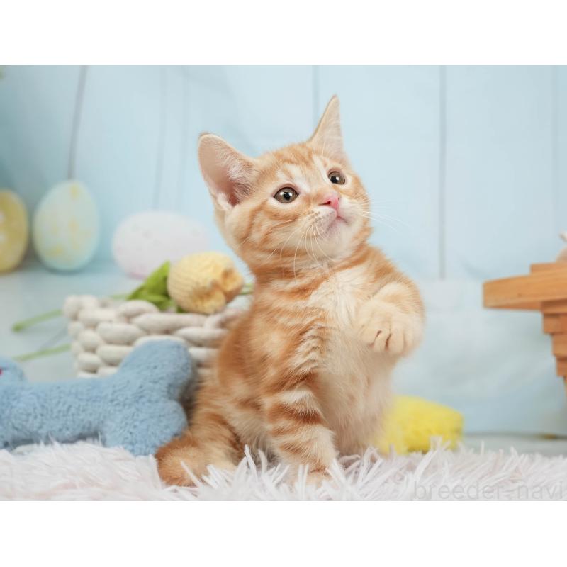 販売中の埼玉県のマンチカン-137588の7枚目