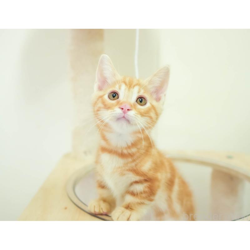 販売中の埼玉県のマンチカン-137588の5枚目