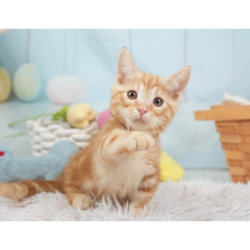 販売中の埼玉県のマンチカン-137588の4枚目