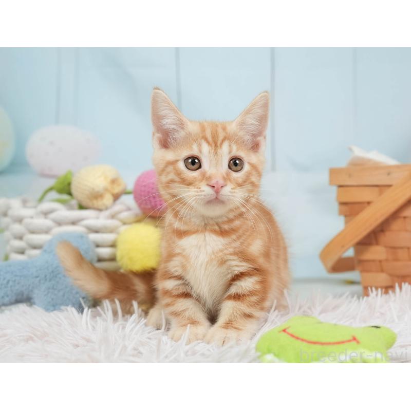 販売中の埼玉県のマンチカン-137588の3枚目