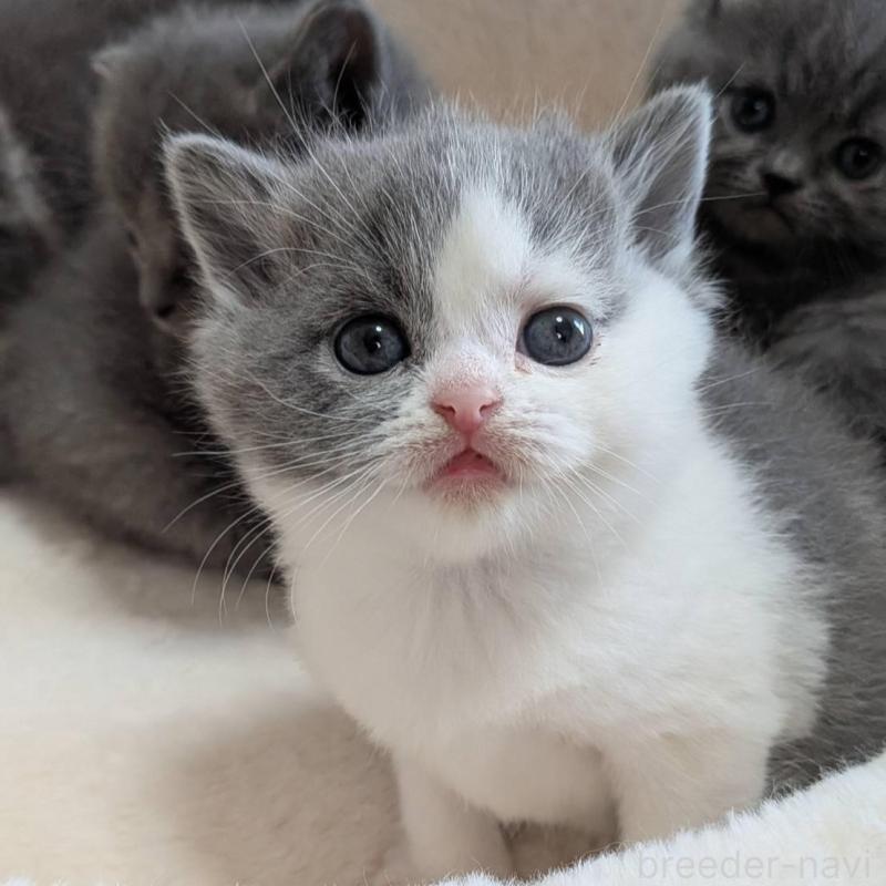 販売中の神奈川県のブリティッシュショートヘア-137578