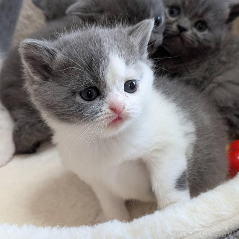 販売中の神奈川県のブリティッシュショートヘア-137578の3枚目