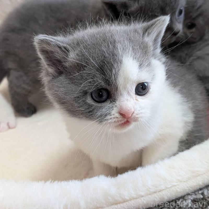 販売中の神奈川県のブリティッシュショートヘア-137578の2枚目