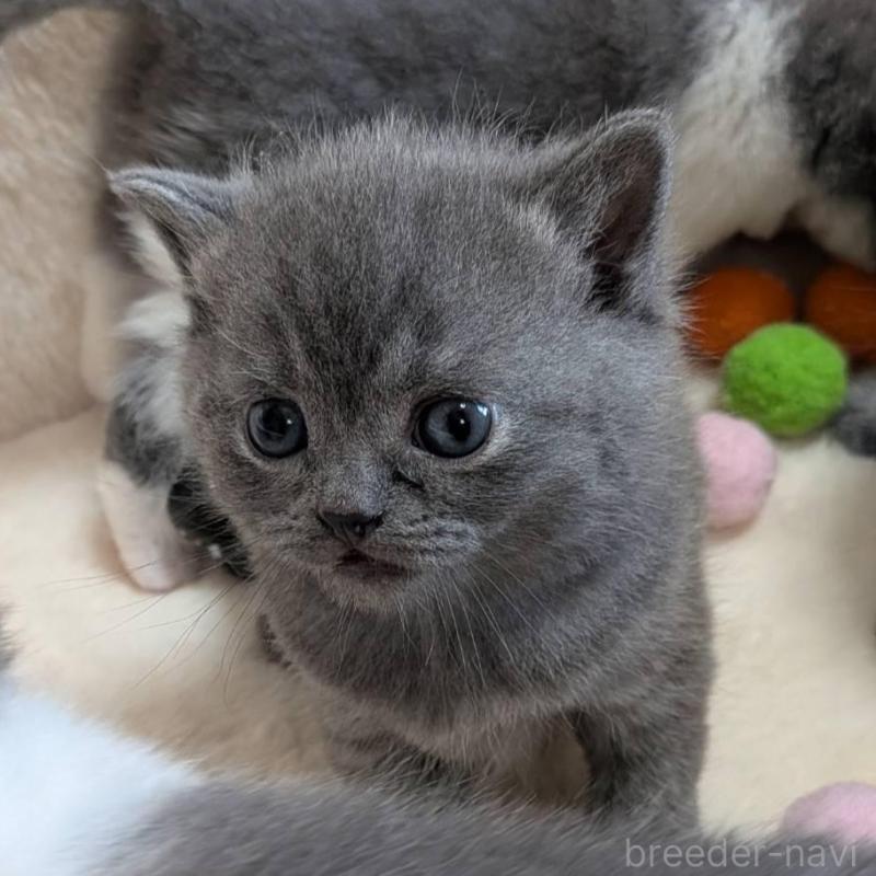 販売中の神奈川県のブリティッシュショートヘア-137579の4枚目