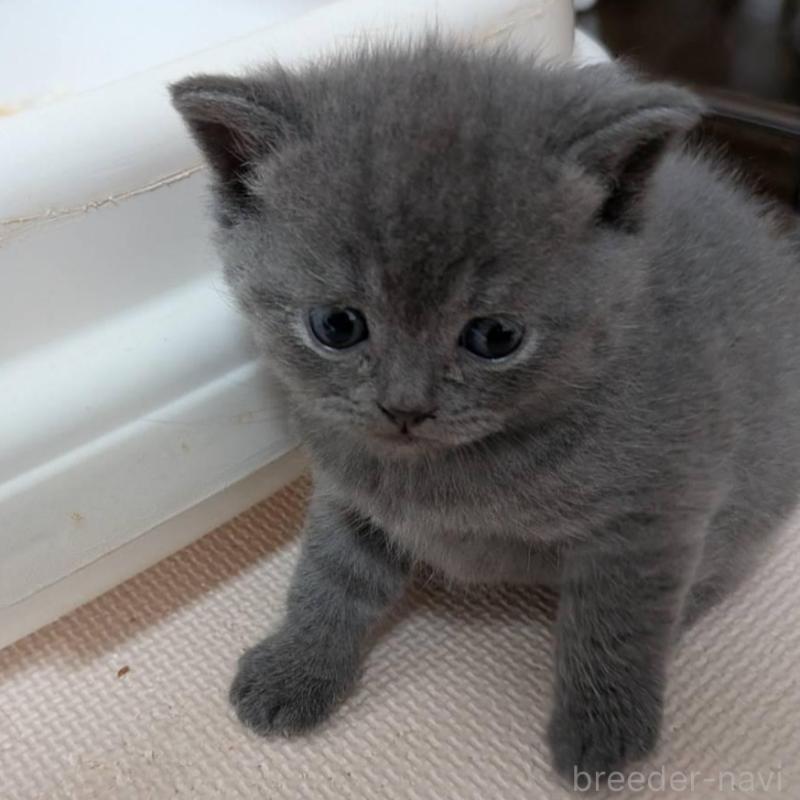 販売中の神奈川県のブリティッシュショートヘア-137579の3枚目