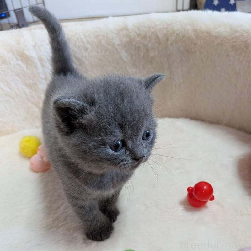 販売中の神奈川県のブリティッシュショートヘア-137579の2枚目