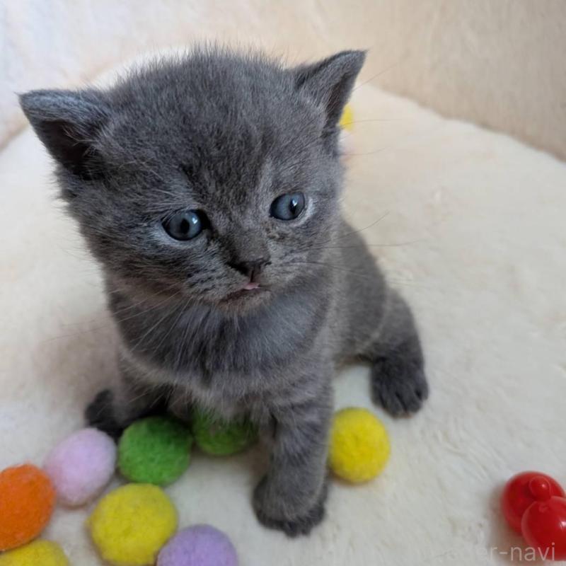 販売中の神奈川県のブリティッシュショートヘア-137579