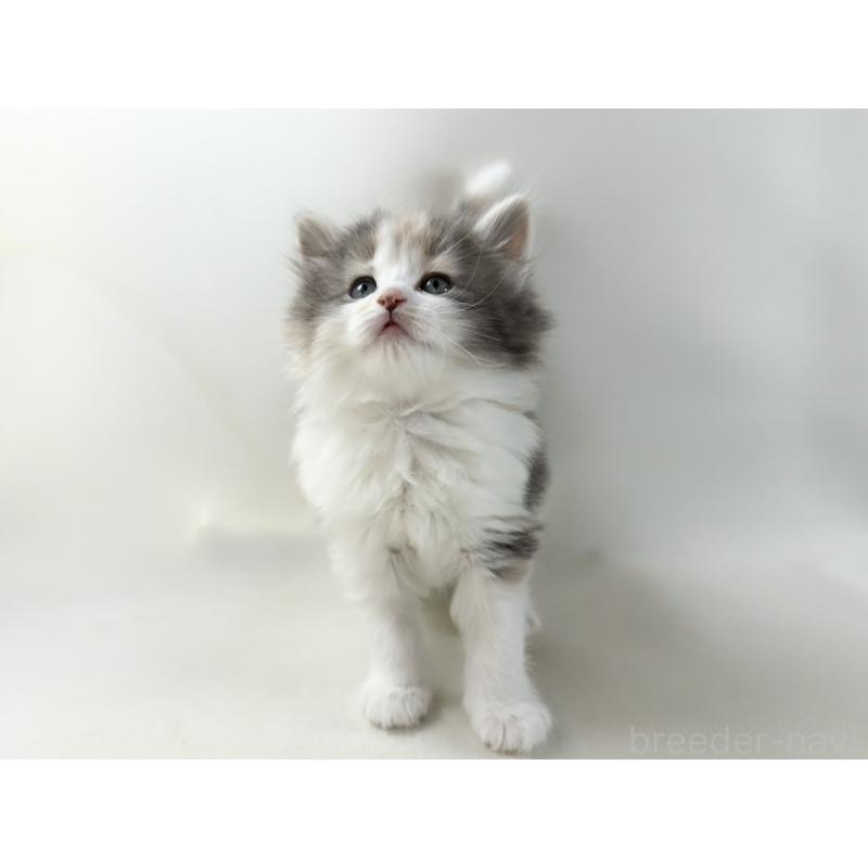 販売中の福岡県のノルウェージャンフォレストキャット-137580の9枚目