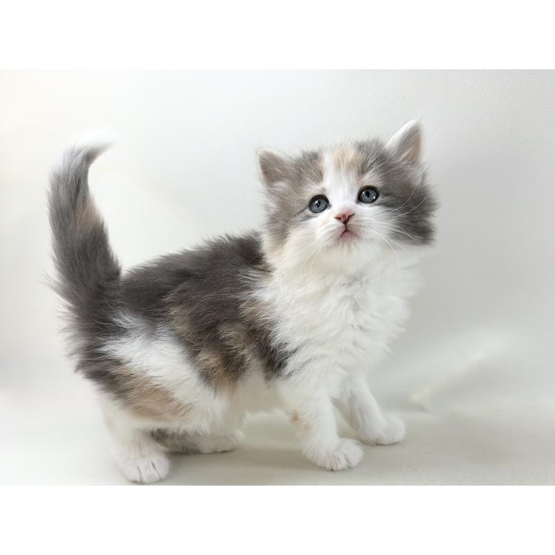 販売中の福岡県のノルウェージャンフォレストキャット-137580の8枚目