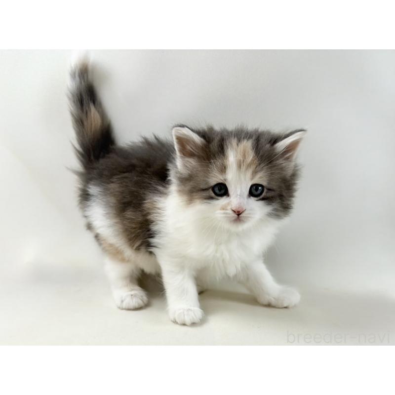 販売中の福岡県のノルウェージャンフォレストキャット-137580の7枚目