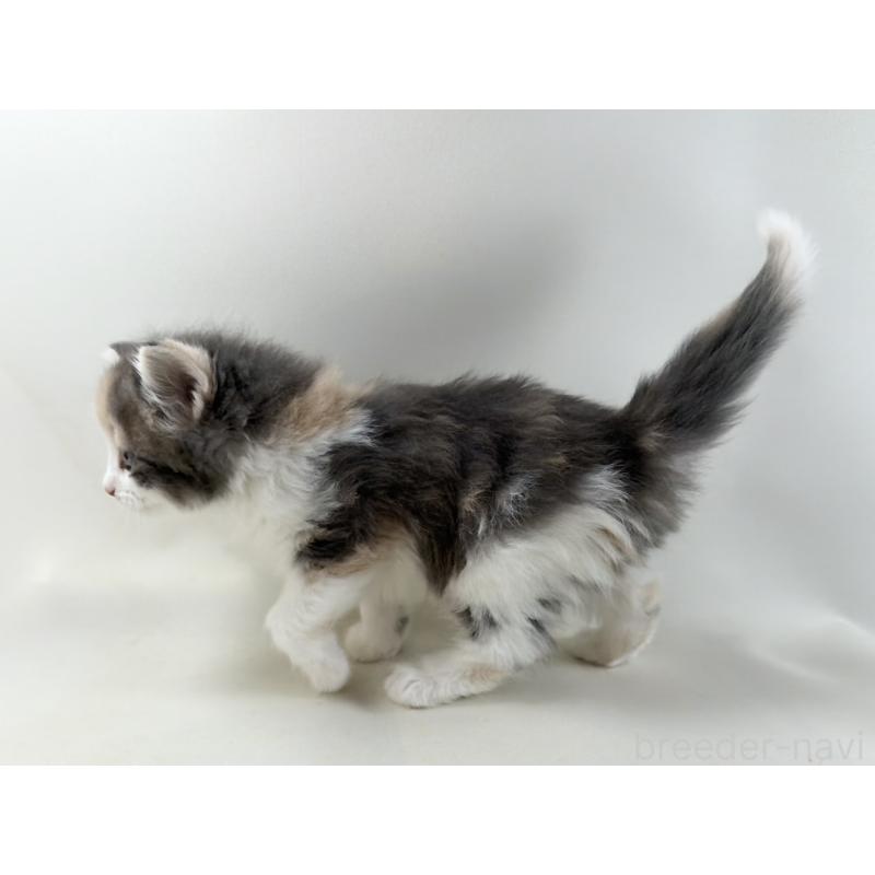 販売中の福岡県のノルウェージャンフォレストキャット-137580の6枚目