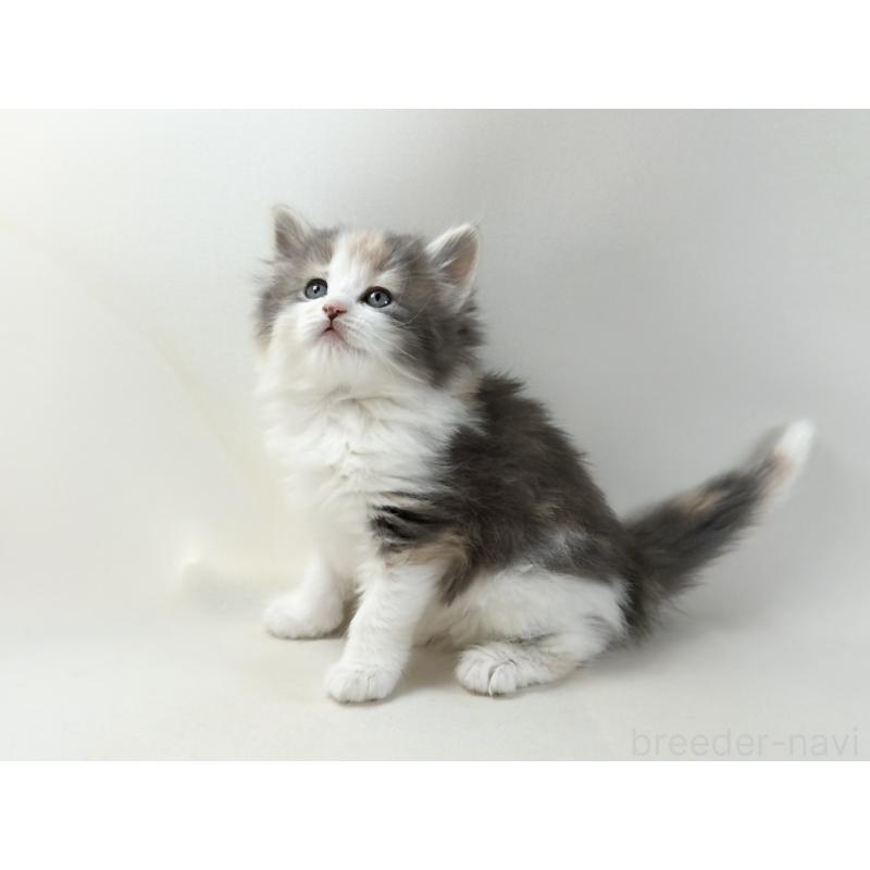 販売中の福岡県のノルウェージャンフォレストキャット-137580の5枚目