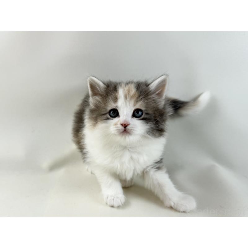 販売中の福岡県のノルウェージャンフォレストキャット-137580の4枚目