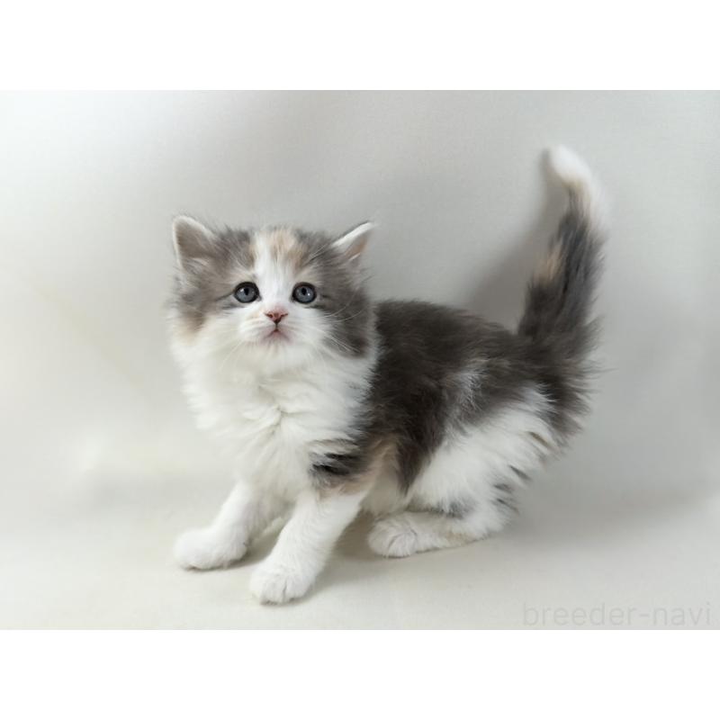 販売中の福岡県のノルウェージャンフォレストキャット-137580の3枚目