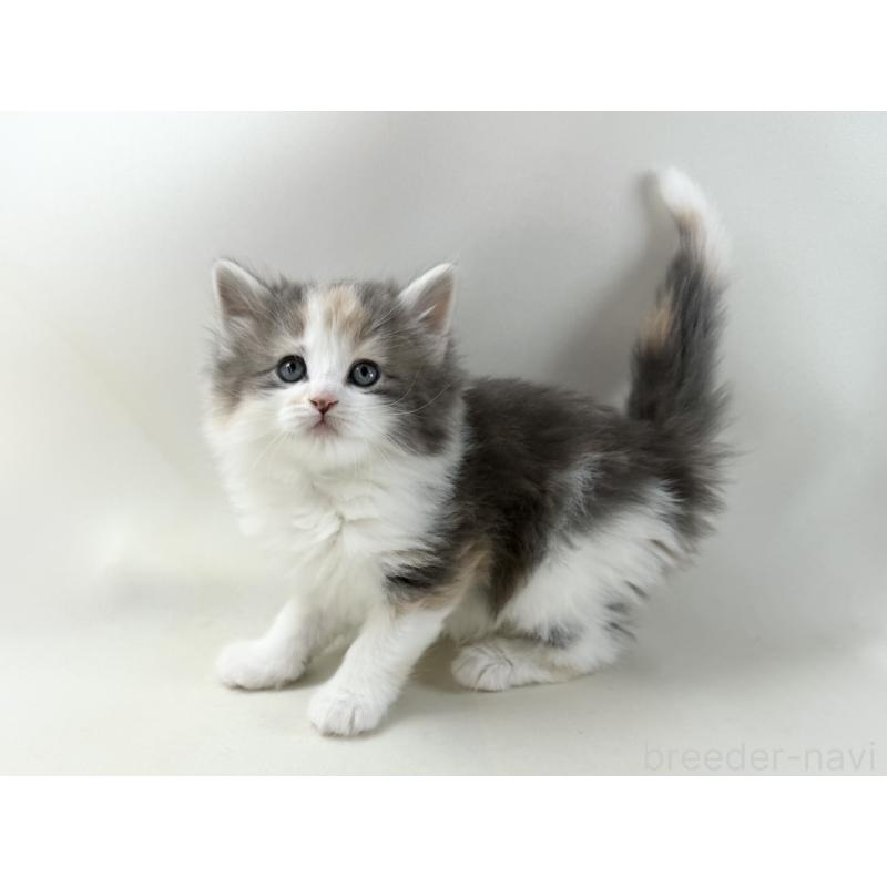 販売中の福岡県のノルウェージャンフォレストキャット-137580の2枚目