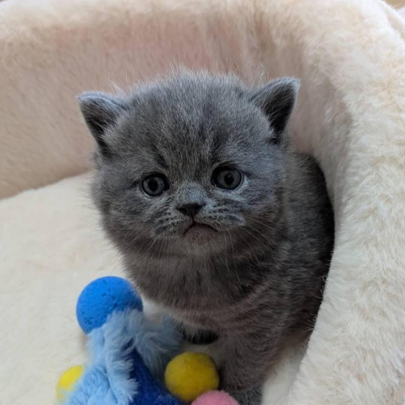 販売中の神奈川県のブリティッシュショートヘア-137581の4枚目