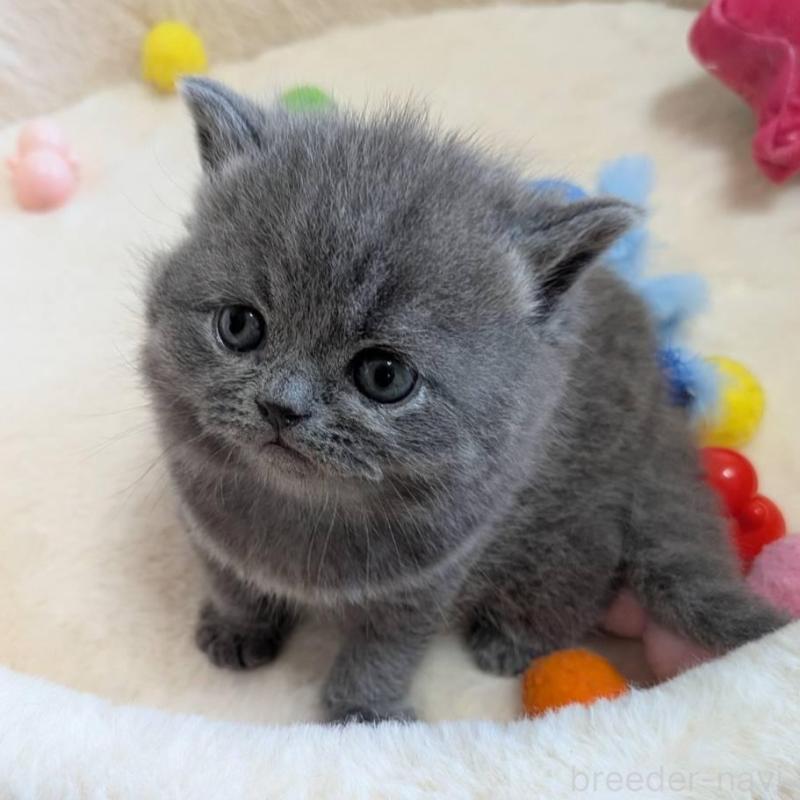 販売中の神奈川県のブリティッシュショートヘア-137581の2枚目