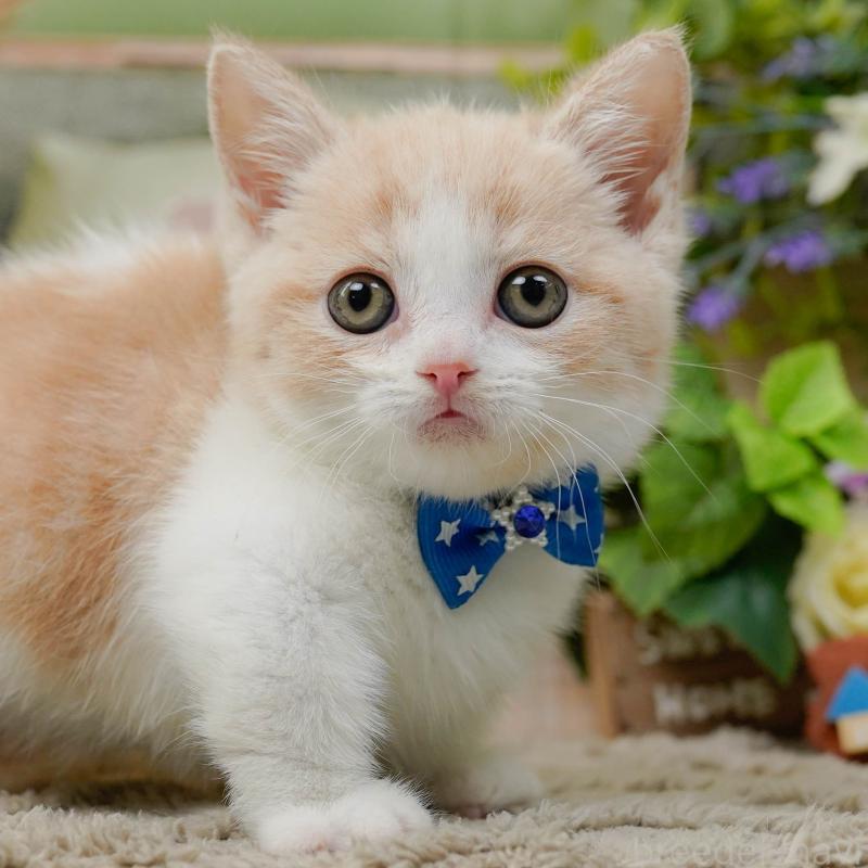 販売中の神奈川県のマンチカン-137582の1枚目