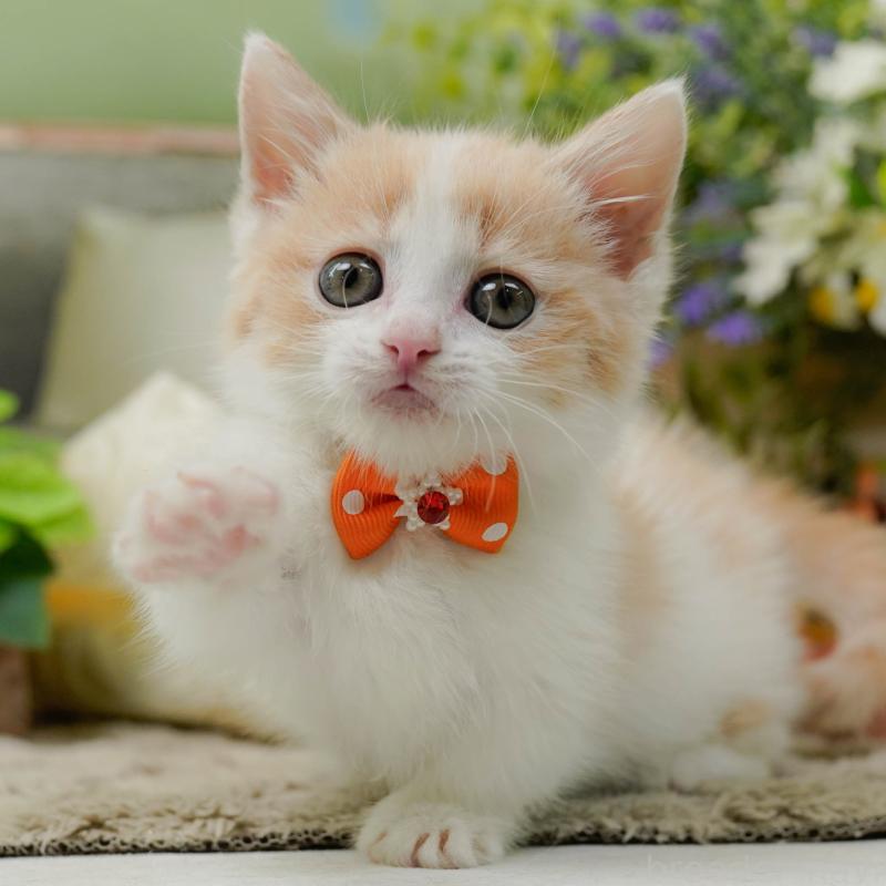 販売中の神奈川県のマンチカン-137584の1枚目