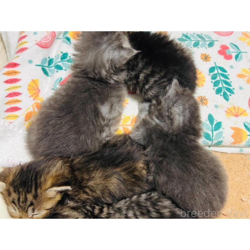 商談中の大阪府のサイベリアン-137583の2枚目