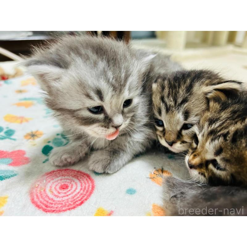 商談中の大阪府のサイベリアン-137583の3枚目