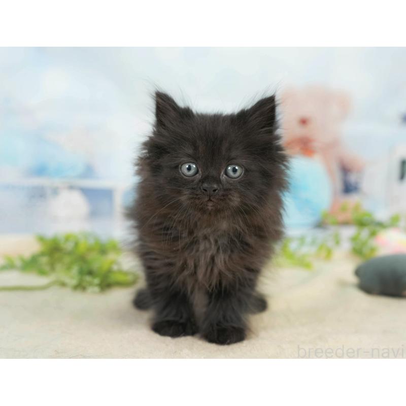 販売中の千葉県のサイベリアン-137586の1枚目