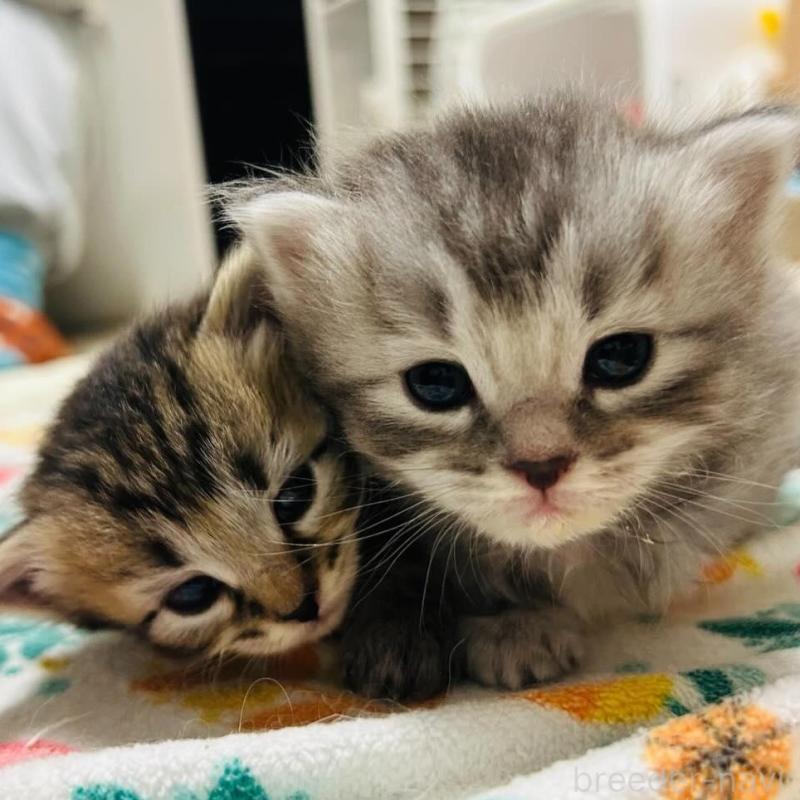 商談中の大阪府のサイベリアン-137583の1枚目