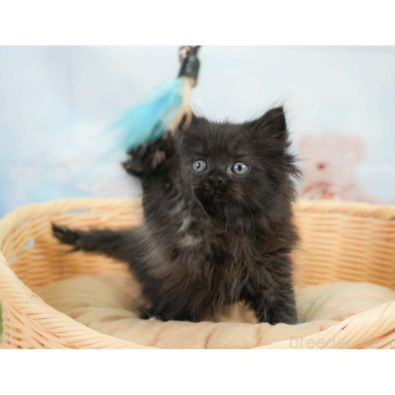 販売中の千葉県のサイベリアン-137586の8枚目