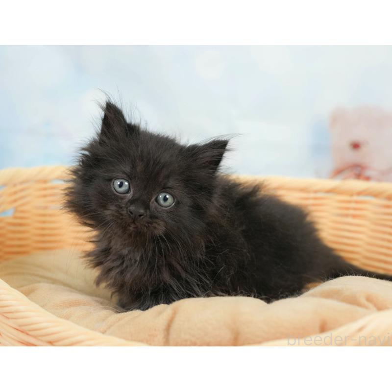 販売中の千葉県のサイベリアン-137586の7枚目