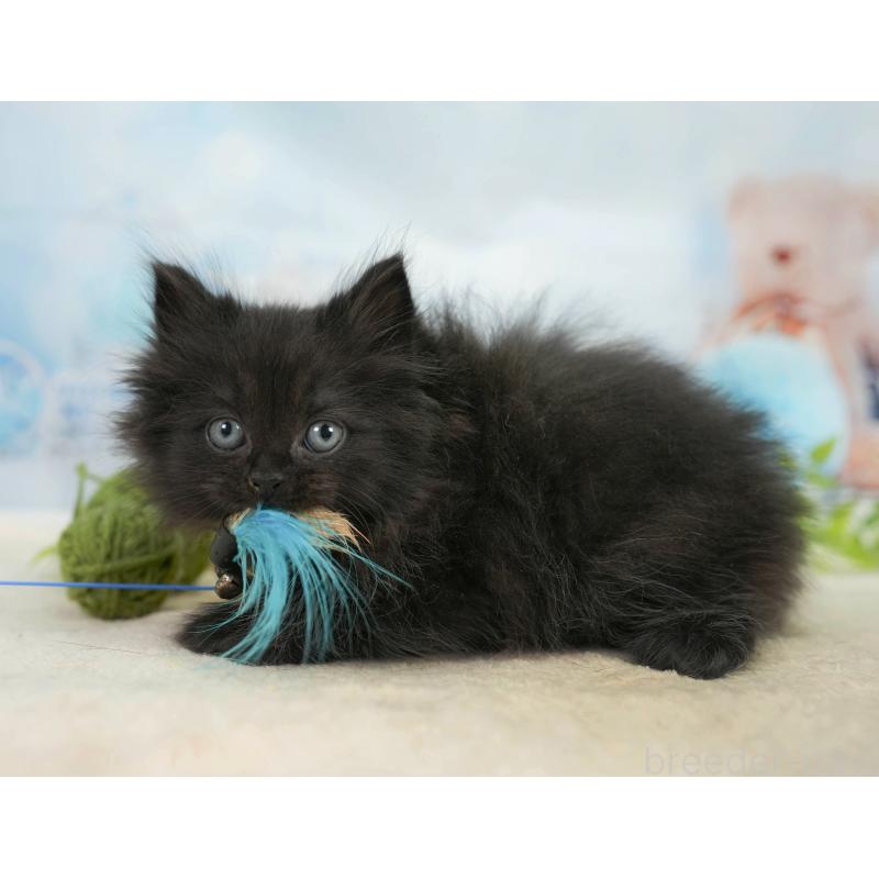 販売中の千葉県のサイベリアン-137586の6枚目