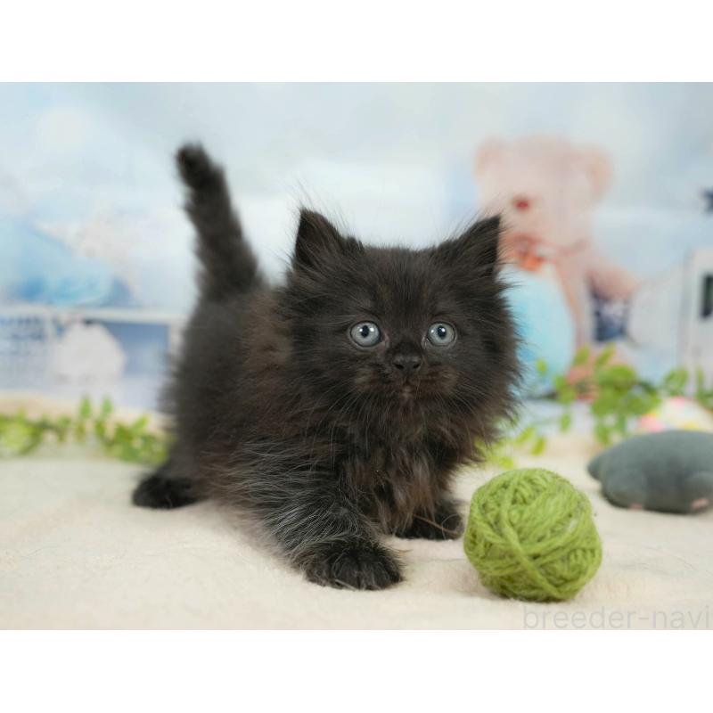 販売中の千葉県のサイベリアン-137586の5枚目