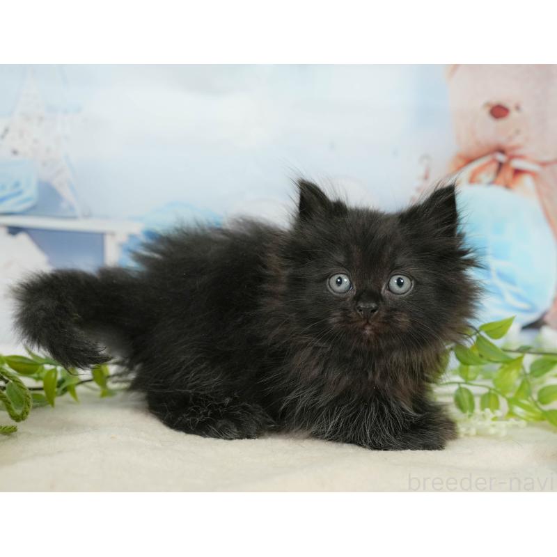 販売中の千葉県のサイベリアン-137586の3枚目